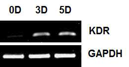 VEGF receptor-2 인 KDR 유전자의 증폭