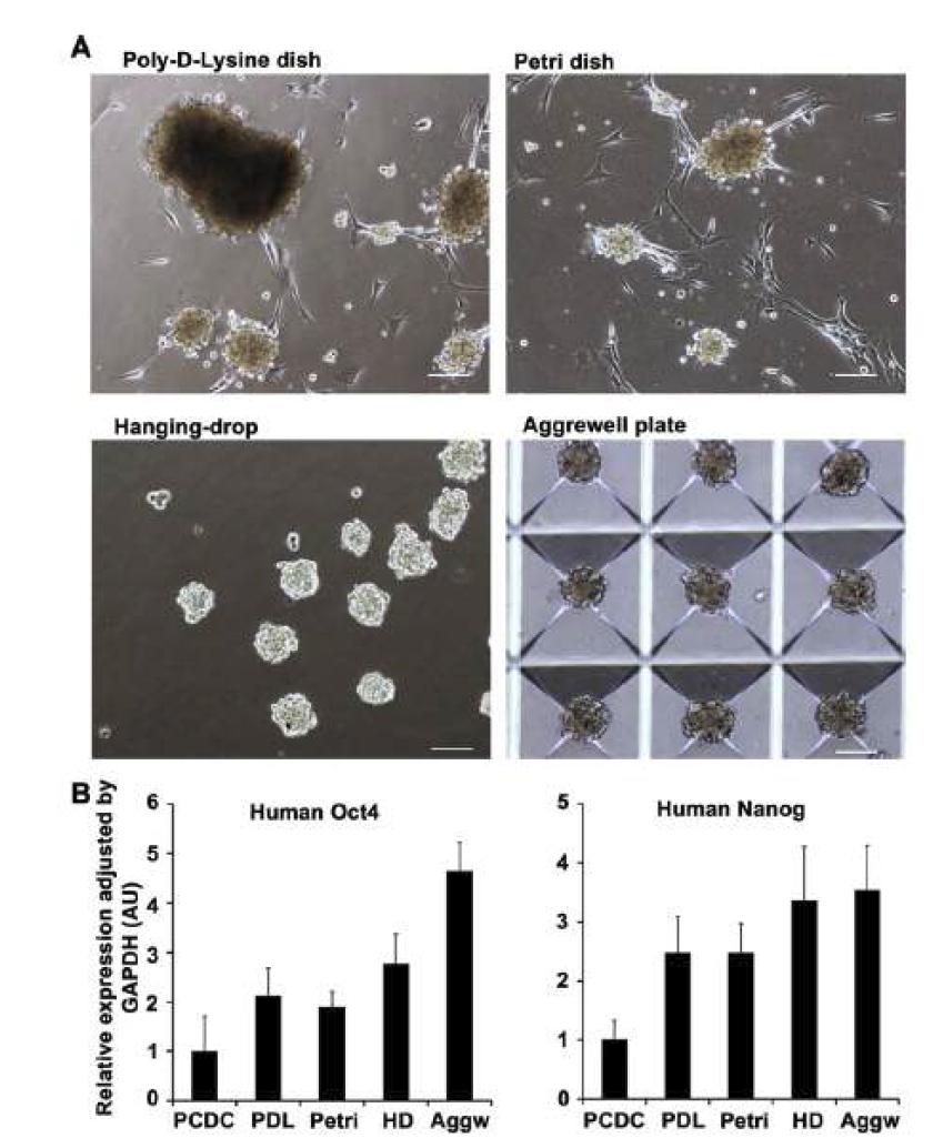 secondary cardiosphere가 형성될 때 다양한 환경에서 다른 모양과 다른 potency를 가짐