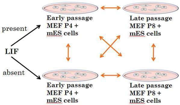 배아줄기세포를 초기 배양단계의 M EF (4번의 계대배양)와 후기 배양단계의 M EF (8번의 계대배양)가 있는 조건에서 각각 배양함. 이와 병행하여 LIF가 있는 조건과 없는 조건을 구분하여 총 4가지 조건에서 배양한 배아줄기세포를 얻음