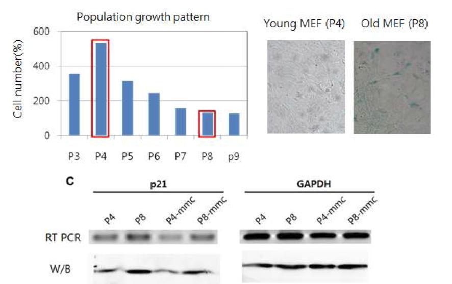 M EF 세포의 passage 별 세포 노화상태 변화 (A ) M EF 세포의 passage 3~9 까지의 증식속도를 측정하였음. (B) 세포 노화 관련 ß-Gal 염색결과. pH 6.0 에서 6시간 후 염색. 100X 배율. (C) 세포 노화 유전자인 p21의 mRN A 및 단백질 발현정도 비교. GA PDH 는 cont rol 로 사용됨.