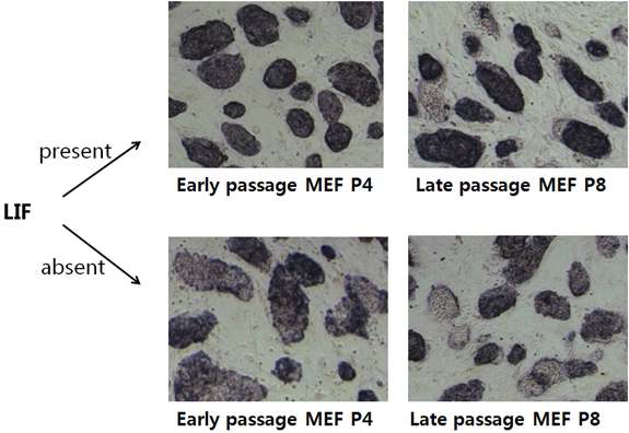 배아줄기세포 alkal ine phosphatase 염색 결과. 40X 배율.