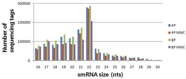 smal l RN A 시퀀싱 tag의 길이별 분포.