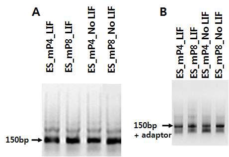 유전체 확보 및 시퀀싱 라이브러리 제작 (A ) M N ase 처리 후 150bp 의 mononucleosome 얻음 (B) 라이브러리 제작 후 adapter 가 붙은 DN A 만을 증폭한 결과