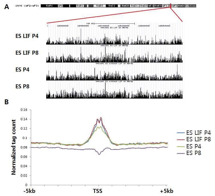 시퀀싱 데이터의 UCSC genome brow ser 를 통한 visual izat ion 예시 (A) 및 모든 마우스 유전자의 전사 시작부위에서 enr ichment 프로파일링