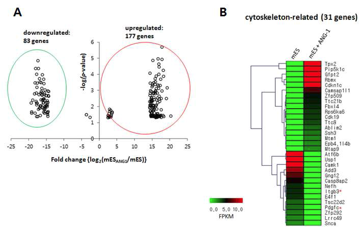 mESC에 A ng-1 처리 시, cy toskeleton 관련 유전자들의 발현 증가 현상의 확인. (A ) A ng-1 처리 한 mESC로부터 확인된 DEGs의 분포. (B) A ng-1 처리 한 mESC로부터 cy toskeleton-related DEGs의 확인