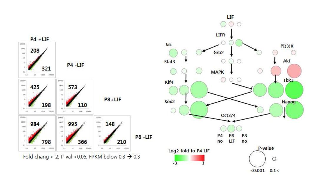 DEGs의 개수 및 LIF signal ing 단백질들의 발현 변화 패턴.