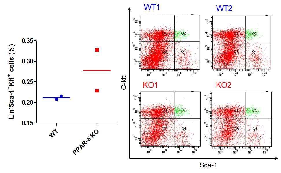 골수내 조혈모세포 (lineage negative c-kit / sca-1 positive cells = LSK cells) pool의 FACS 분석