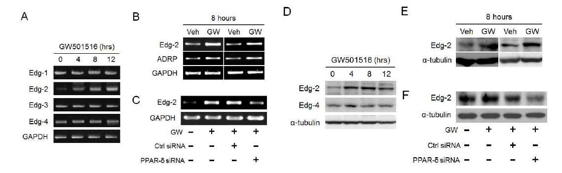 RT-PCR (A-C)과 Western (D-F)를 통한 mRNA 및 protein 수준에서의 PPAR-δ의 활성화에 의한 Edg 발현 변화