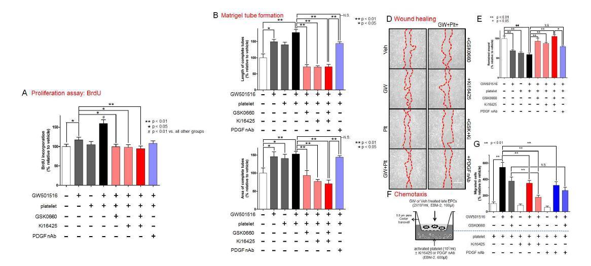 Proliferation assay (BrdU incorporation), Matrigel tube formation, Scratch wound healing, Chemotaxis assays