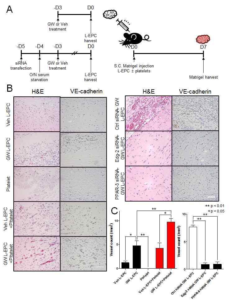 in vivo Matrigel plug assay에서 혈관내피전구세포와 혈소판은 상호작용을 통해 혈관 신생을 촉진하며 이는 PPAR-δ 효현제에 의해 강화됨을 증명함