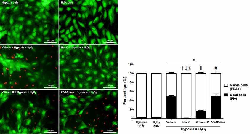 NecroX를 처리한 H9C2 rat cardiomyoblast의 FDA/PI 염색결과 및 생존능 분석