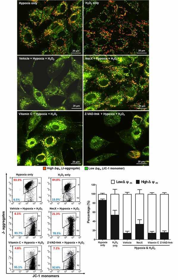 JC-1/J-aggrgate를 이용한 미토콘드리아의 막전위 분석 결과
