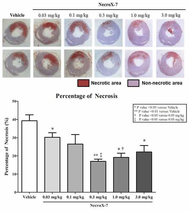 심근 허혈-재관류 손상 후 NecroX 용량에 따른 심근괴사 범위의 차이