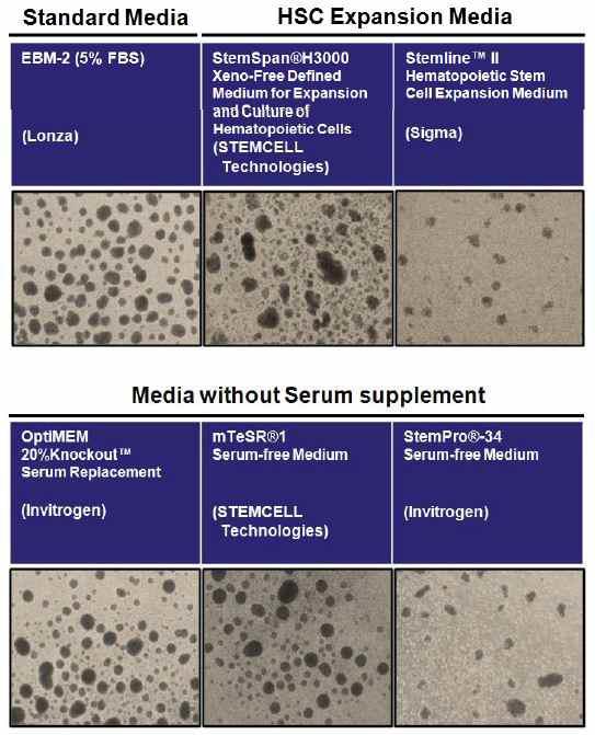 줄기세포전용 배지와, 임상적용이 가능한 이종항원이 없는 배지에서의 3차원 혈구세포괴 배양 성공