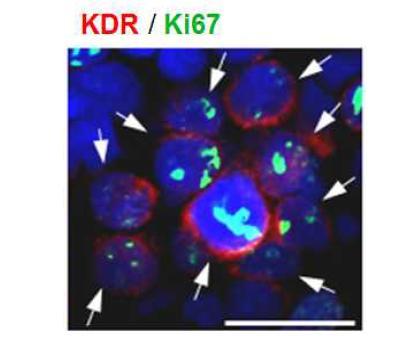 KDR 양성 성체줄기세포의 증식