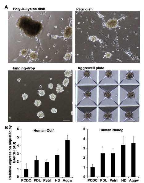 secondary cardiosphere가 형성될 때 다양한 환경에서 다른 모양과 다른 potency를 가짐