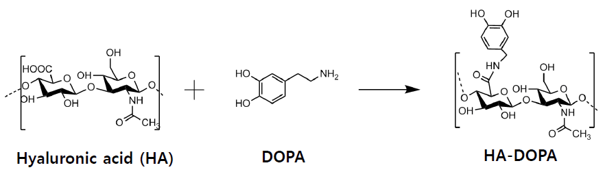 히아루론산(HA) 고분자에 DOPA를 수식하는 화학반응