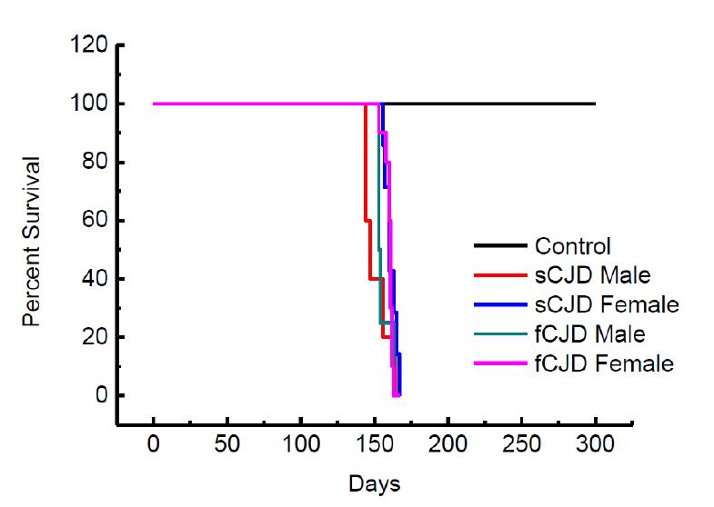 Survival time of 2nd passaged Human PrP Transgenic mice inoculated by 1st passagedhuman Transgenic mice affected by CJD brain homogenates.