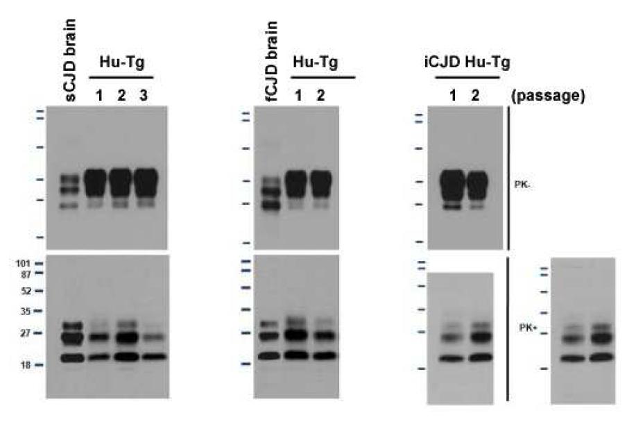 The detection of PrPSc in the brains of CJD infected human TG mice.