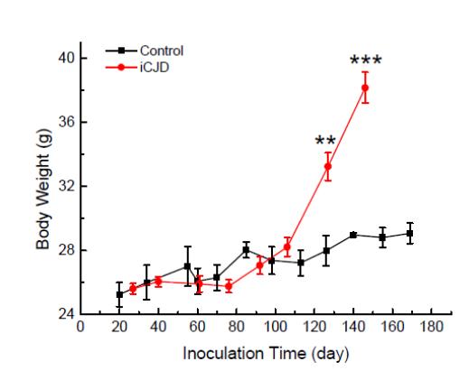 Change of body weights of Human PrP Tg mice. Body weight was measured after injection of human Transgenic mice inoculated by iCJD brain homogenate