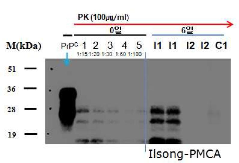 Automated PMCA enables ultrasensitive detection of m inute quantities of PrP .