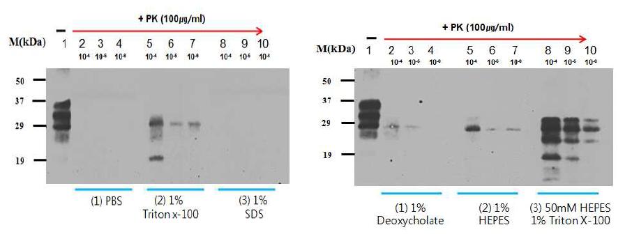 Effect of the buffers and detergents on PrPSc amplification by PMCA.