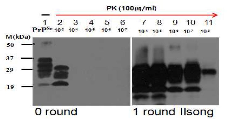 Amplification of PrP by PMCA.