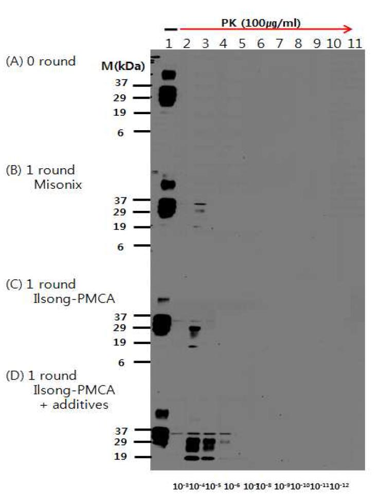 Amplification of PrP by Ilsong-PMCA apparatus.