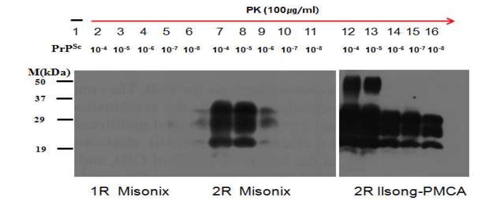 Amplification of PrP by PMCA.