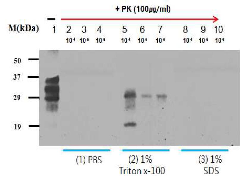 Effect of the buffers and detergents on PrP amplification by PMCA 1 round.