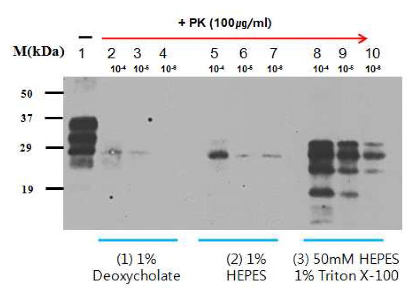 Effect of the buffers and detergents on PrP amplification by PMCA 1 round.