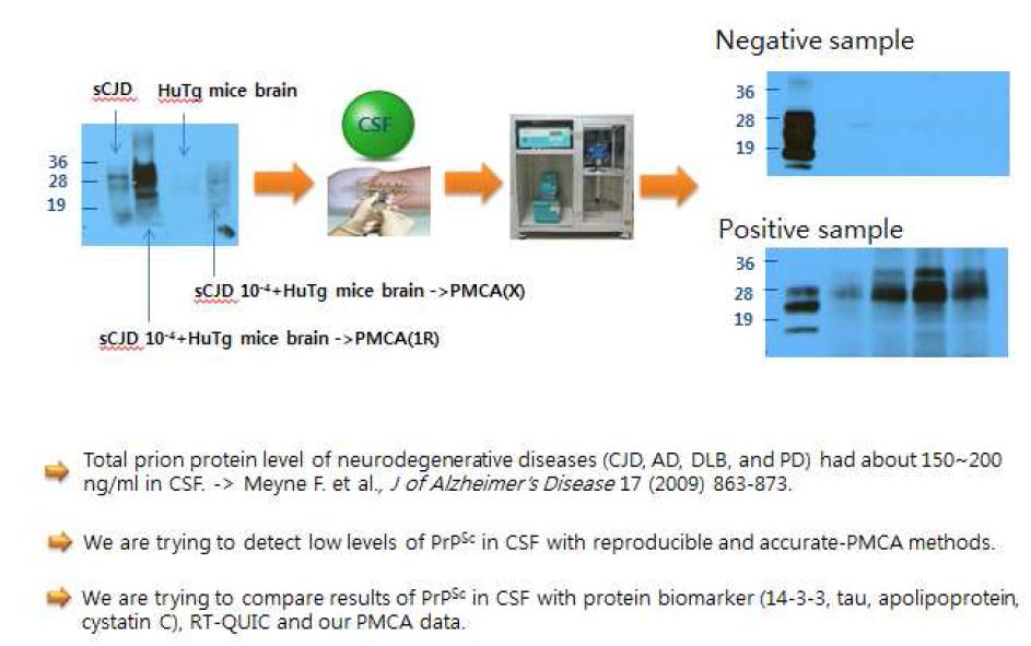 PMCA reactions induce PrPSc dependent rHuPrP-res formation under brain homogenate