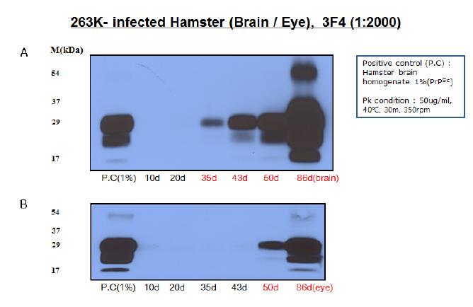 햄스터의 뇌조직 및 눈(eye)에서 스크래피 감염 후 시간별 PrPSc 검출