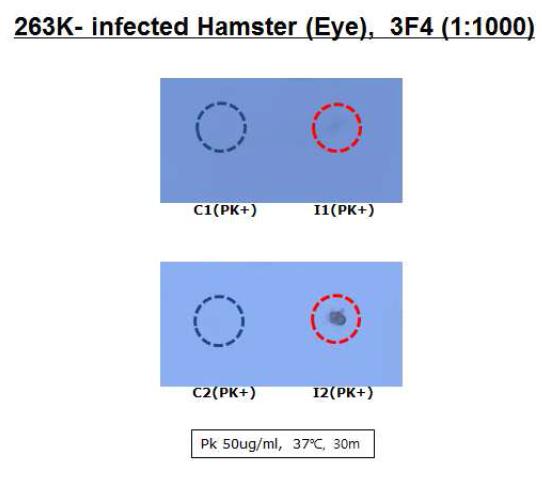 정상의 햄스터와 감염된 햄스터의 눈곱을 이용한 조기진단의 가능성 연구