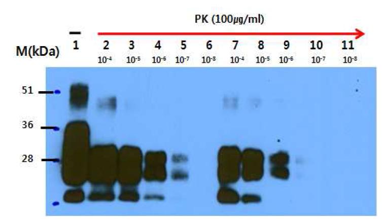 Effect of Inositol derivatives on in PMCA replication assay.