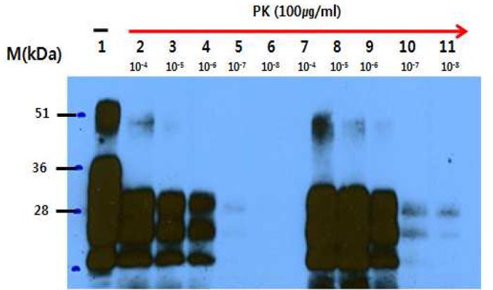 Effect of Trehalose derivatives on PrP in PMCA replication assay.