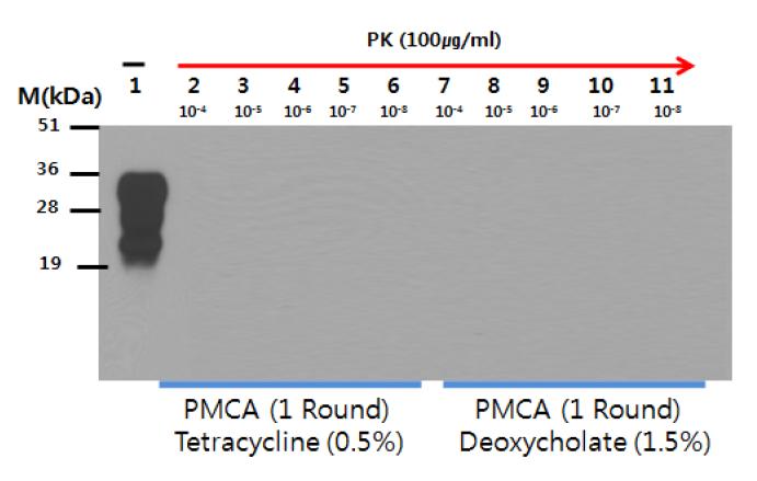 Effect of 0.5% Tetracycline and 1.5% Deoxycholate on PrP in PMCA replication assay.