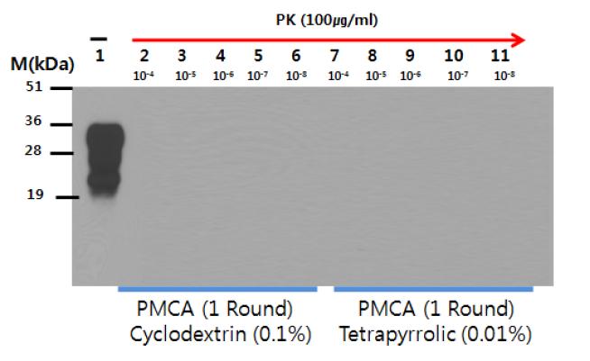 Effect of 0.1% Cyclodextrin and 0.01% Tetrapyrrolic on PrP in PMCA replication assay.Lane