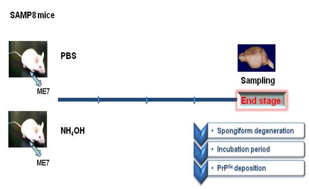 ME7을 감염시킨 마우스에서 NH4OH의 효능 실험 모식도
