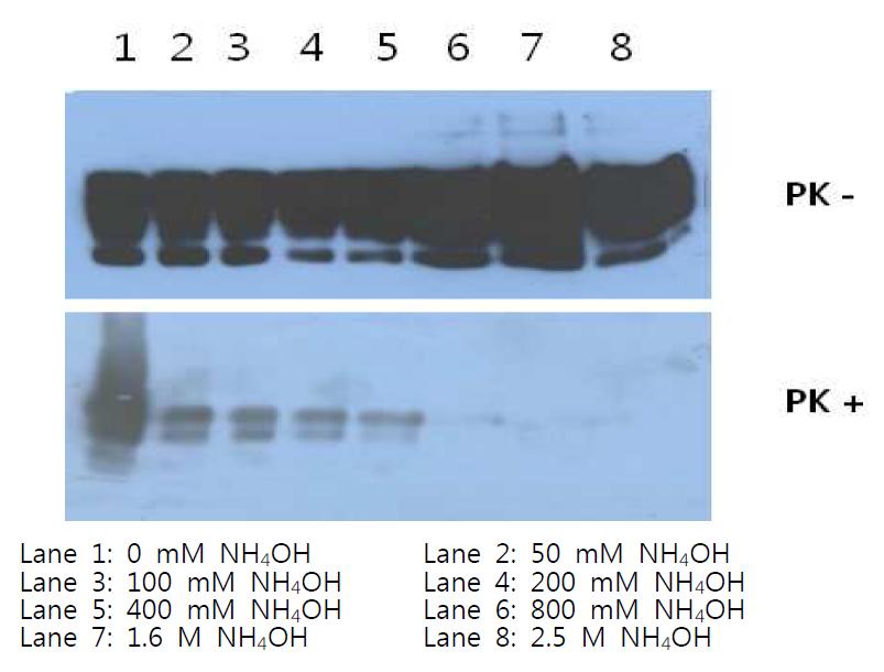 In vitro상에서 PrPSc에 대한 NH4OH의 효과.