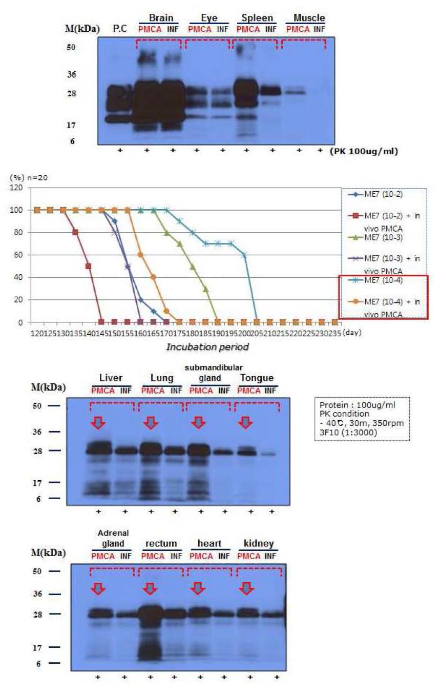 실험동물 모델 효능 평가 장비를 이용한 PrPSc형성 가속화 과정을 거친 마우스 장기들 에서의 PrP Sc 농도 확인 실험