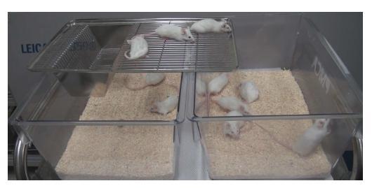 Intracerebral ME7 inoculation with ultrasonic exposure (A) Left : After injection, continuously exposure to harmful ultrasonic frequence showed the clinical symptom on the cage top. (B) Right : Mice injected without ultrasonic exposure