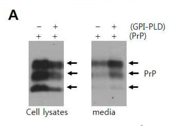 The change of the subcellular distribution of PrPC protein after transfection of GPI-PLD inZW13-2 cell.