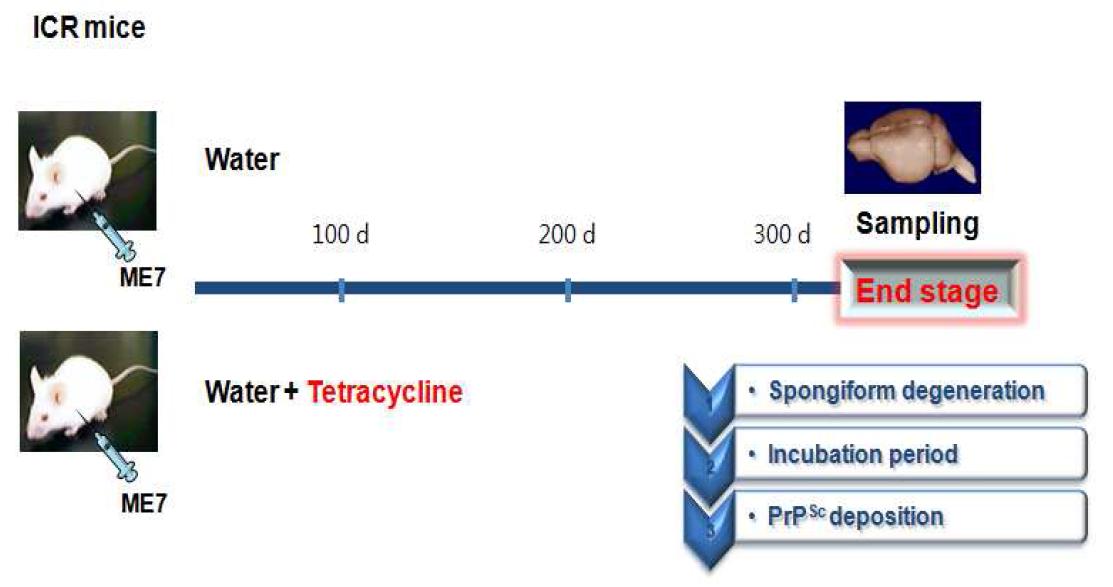 프리온 질환에 걸린 마우스에서 Tetracycline의 효능 실험 모식도