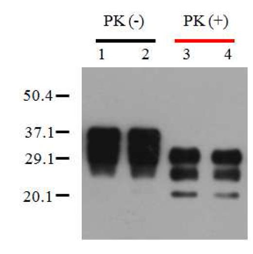 ICR 마우스에서 PrPSc에 대한 Tetracycline의 효과.