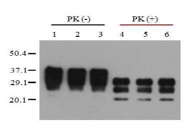 ICR 마우스에서 PrPSc 에 대한 Doxycycline과 Tetracycline의 효과.