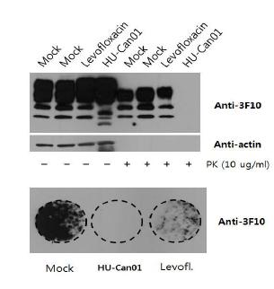 Anti-prion compounds to 22L-infected ZW 13-2 cells