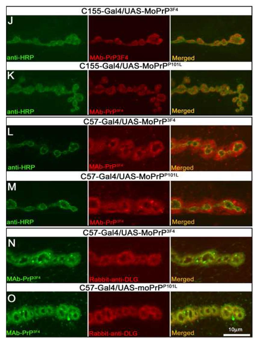 Two different MoPrPs were localized at the synapses in brain of Drosophila larvae.Single-slice confocal images taken from the larval brains of control larvae.