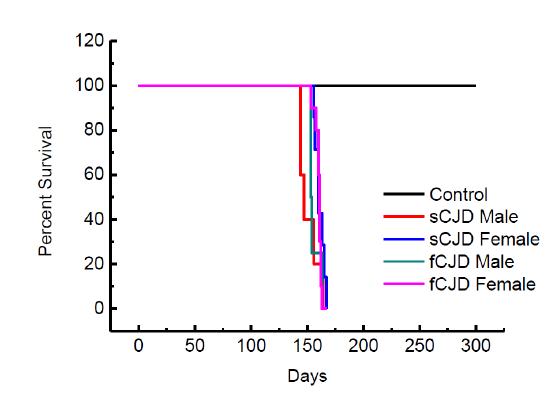 Survival time of 2nd passaged Human PrP Transgenic mice inoculated by 1st passaged humanTransgenic mice affected by CJD brain homogenates.