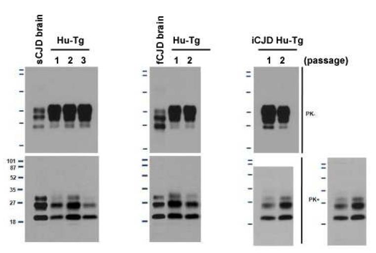 The detection of PrPSc in the brains of CJD infected human TG mice.